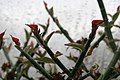 Pedilanthus tithymaloides 2 - Buffalo Botanical Gardens.jpg